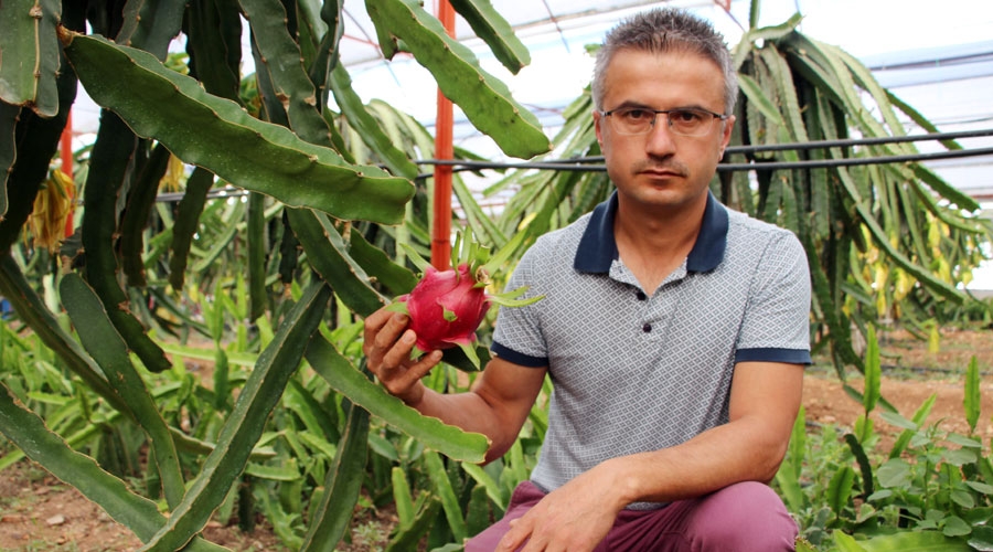 Sebzeyi bıraktı artık ejder meyvesi üretiyor