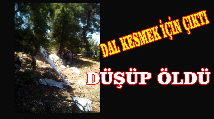 Dal kesmek için çıktığı ağaçtan düşüp öldü