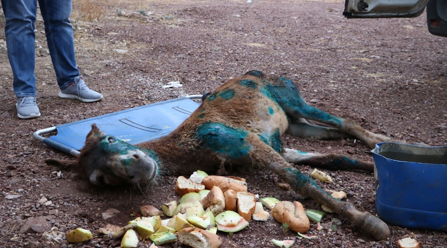 Yaralı eşeği halıya sarıp ölüme terk ettiler