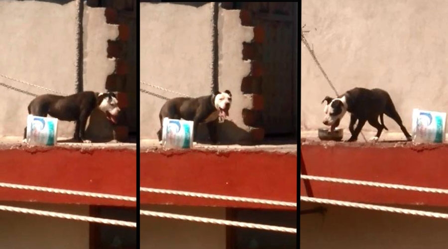 Sıcaktan ölen köpeğin sahibine 7 bin 802 lira ceza