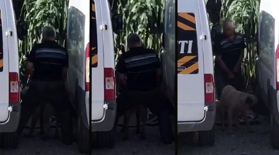 Köpeğe cinsel saldırıda bulunurken görüntülenen zanlı yakalandı