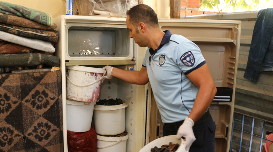 Antalya'da, sağlıksız 1 ton 180 kilo midye dolmaya el konuldu