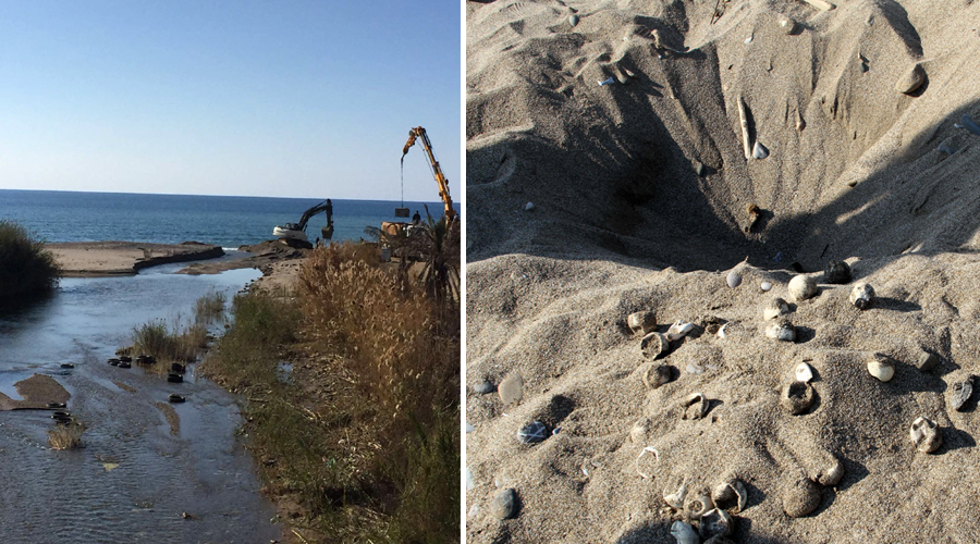 Yuvaları su altında kaldı, carettalar telef oldu