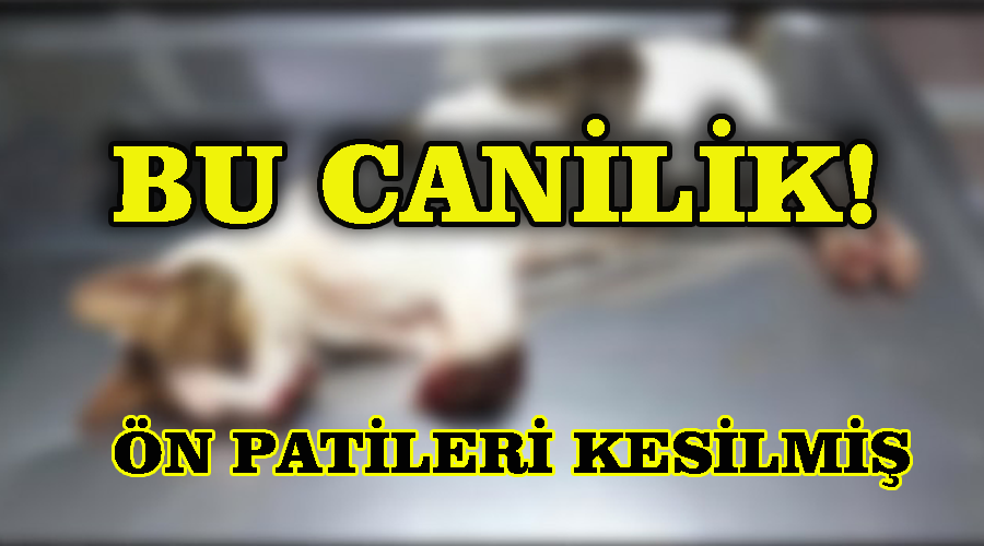 Ön patileri kesilmiş kedi bulundu