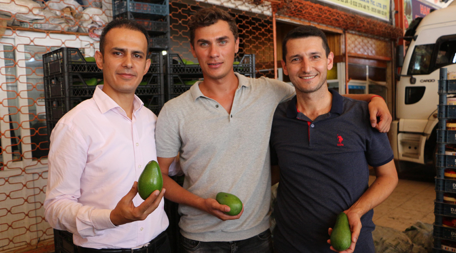 Alanya'da avokado ihracatı başladı