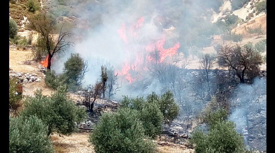 Kaş'ta zeytinlik yangını