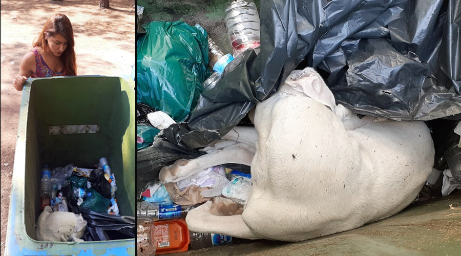 Antik kentin maskotu 'Dost', ölü bulundu