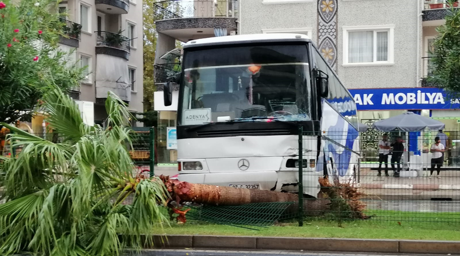 Otobüs palmiye ağacına çarptı
