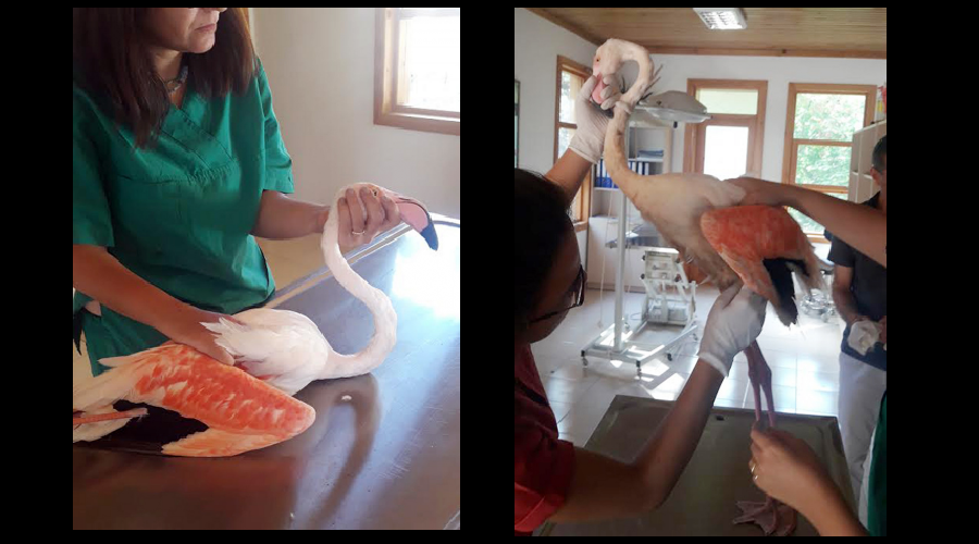 Silahla vurulan flamingoya tedavi