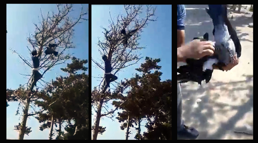 Kanadına dolanan poşetle ağaca takılı kalan kargayı kurtardılar