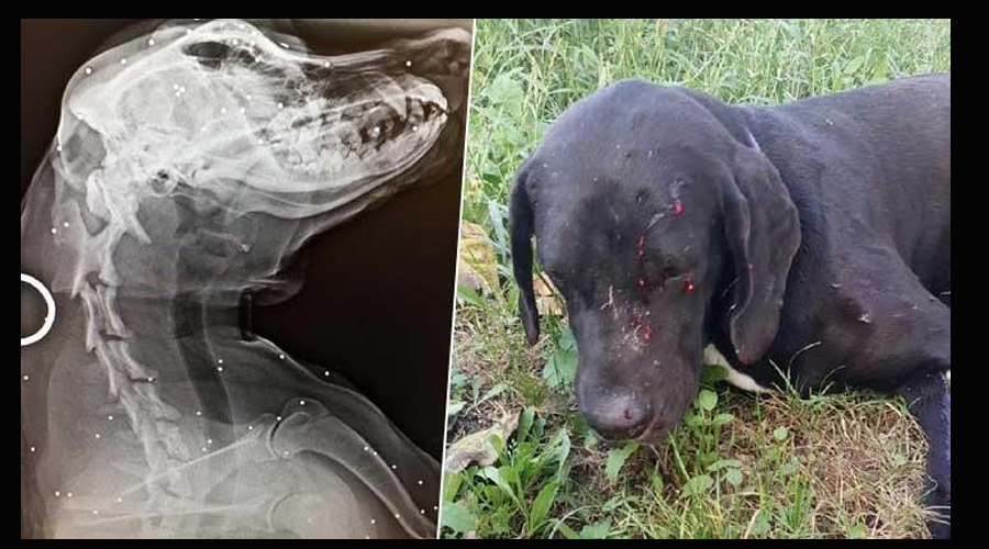 Bahçesine giren köpeği tüfekle vurdu, röntgen filmi şok etti