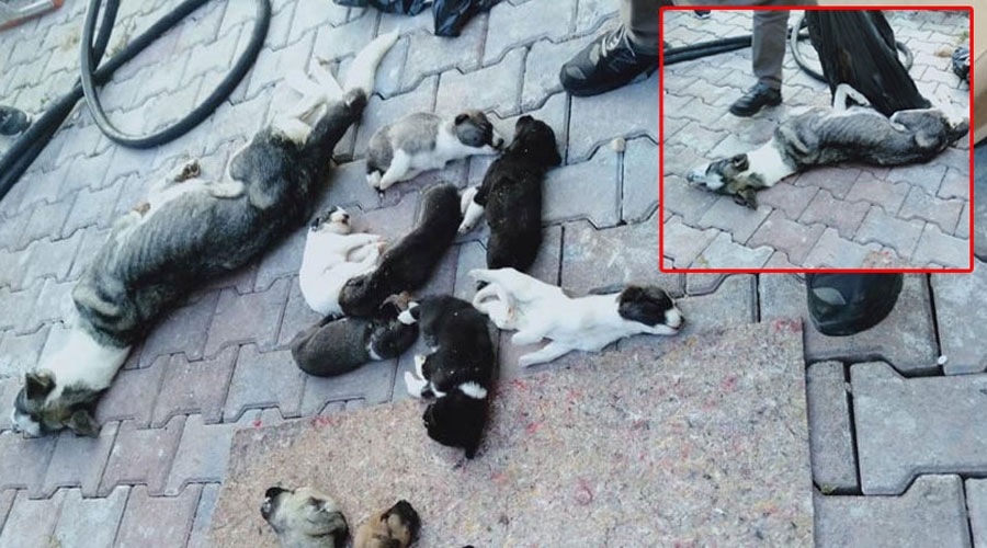 Barınakta 20 köpek ölüsü bulan hayvanseverler şoke oldu