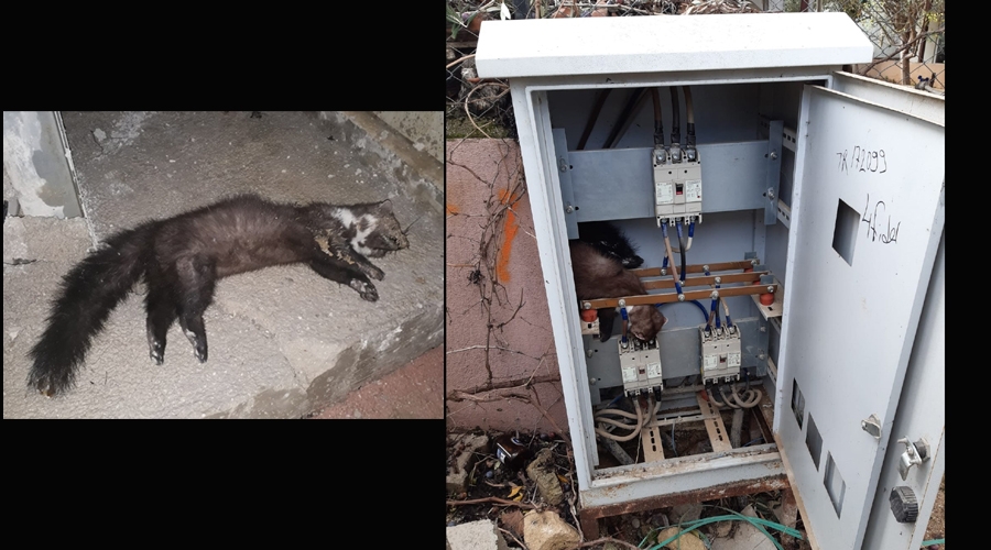 Isınmak için elektrik panosuna giren sansar akıma kapılıp öldü