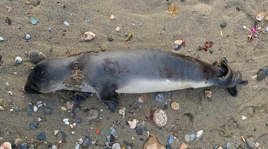 Alanya’da sahile ölü yavru Akdeniz foku vurdu 